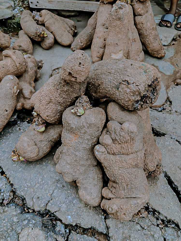 Stored yam tubers that have started to sprout
