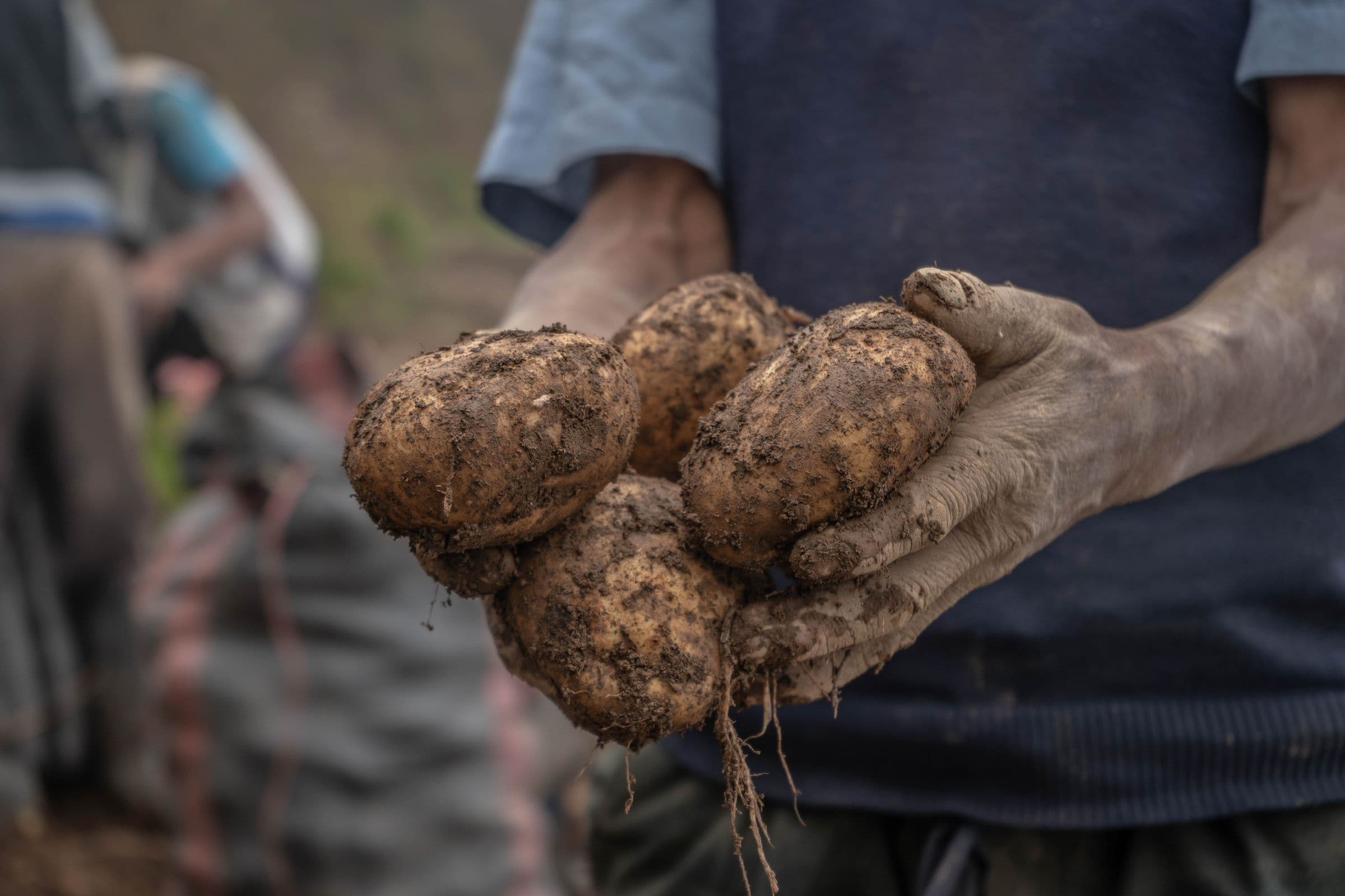 Soil-covered hands hold freshly dug tubers up for inspection